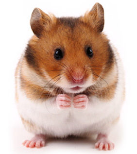 Hamster.png