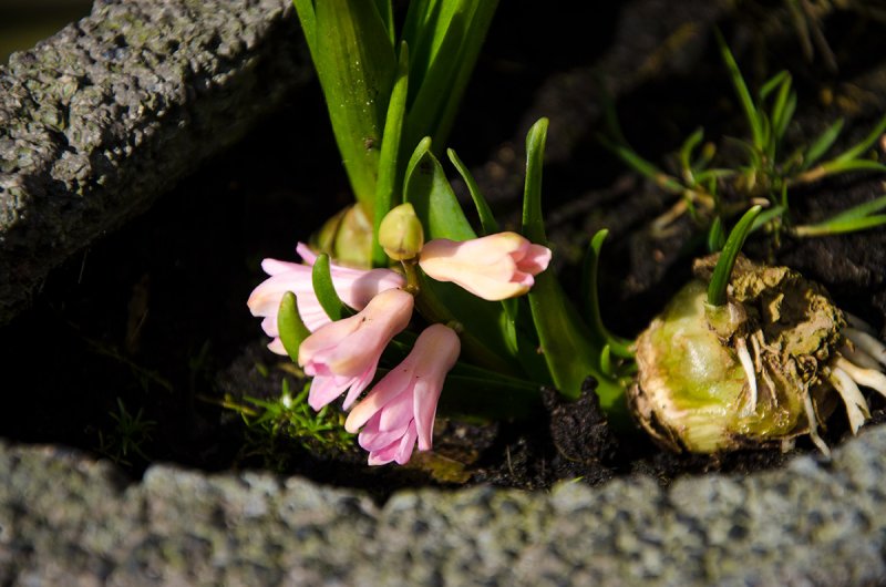 (4) De Eerste Lentebloem.jpg