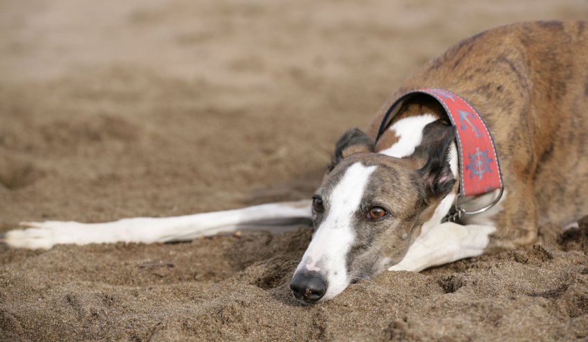 549082710_Galgo_Espaol_en_la_arena.thumb.JPG.a1e1d7dfc374518e7703b053cc5baf2f.JPG