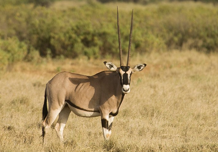 Oryx.jpg.b771f292d393e4fcdfd2466328d3c072.jpg